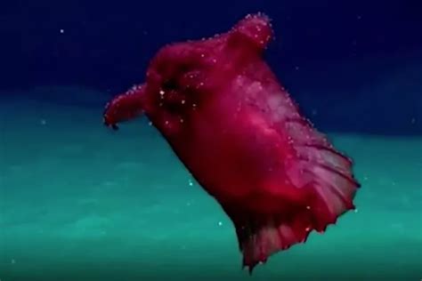 headless chicken fish|A Rare Sighting of the ‘Headless Chicken Monster’ of the Sea.